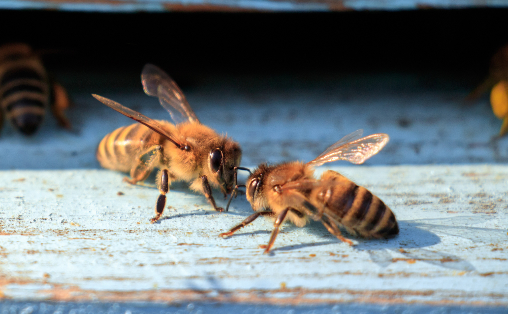 interview d'abeilles